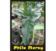 Philodendron Mercy