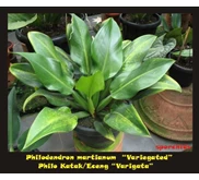 Philodendron martianum 
