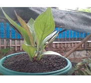 Anthurium Jenmanni Lemon
