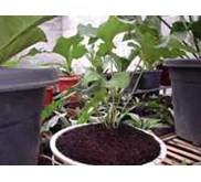 Anthurium
