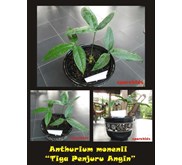Anthurium monenii