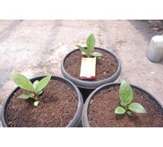 Paket 2 pot Jemani + 1 pot Cobra (SOLD)