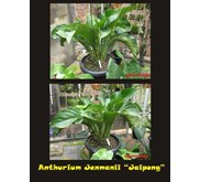 Anthurium Jenmanii 