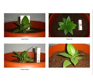 Anthurium Jenmanii Golden