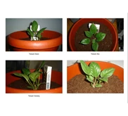 Anthurium Air Mancur