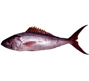 Rusty Jobfish