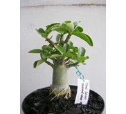 thai soco diamod crown-01