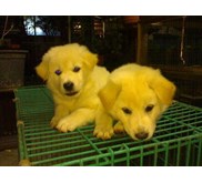 Anjing Kintamani Umur 2 BULAN
