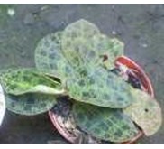 macodes petola, ki aksara, anggrek mutiara, jewel orchid