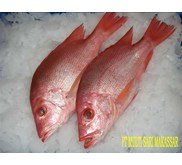 FROZEN SNAPPER