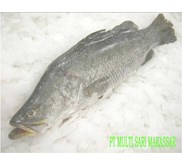 FROZEN BARAMUNDI