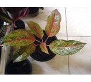 Aglaonema tdk tau namanya