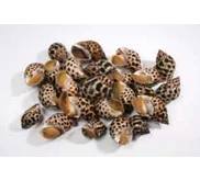 Keong Macan