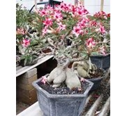 Adenium Model Bonsai 1201-1268