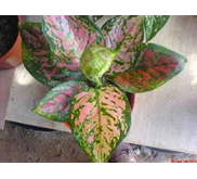 Aglonema dud Unyamanee