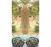 Palem Jenggot ( Coccothrinax crinita)