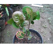 Puring Kerang (SANGAT LANGKA)