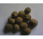 Pala / Nutmeg