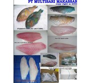 FROZEN PARROTFISH