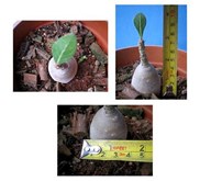 Adenium Socotranum Sp. [ D] SOLD
