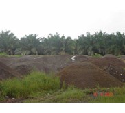 Palm Kernel Shell ( Cangkang Kelapa Sawit )