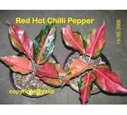 Red Hot Chilli Peppers