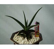 PATENS HYBRID