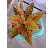 Legacy Merah 10 Daun