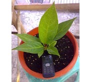 Anthurium Jenmanii