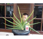 Sansevieria ed eby varigata big( kode E1) .
