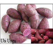 * * * * * SUPPLIER UBI JALAR UNGU & UBI JALAR MERAH* * * * *