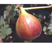 Bibit Buah Ara - Red Libya