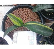 Sansevieria malawi midnight varigata.