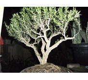 Bahan Bonsai Sentigi