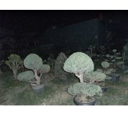Cemara Udang ( Casuarina equesetifolia ) u/taman