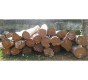 Kayu Jati Log