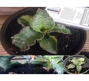 Sansevieria silver blue variegated.