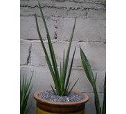 PENSIL ERYTREA