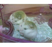 Menjual Hamster