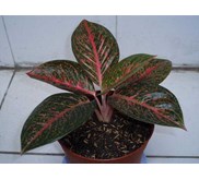 Aglaonema Tiara