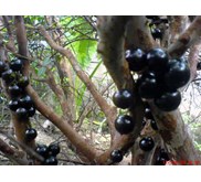 Kupalanda