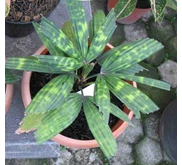 Licuala mattanensis var. mapu (Terjual!!)