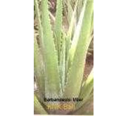 Aloevera Barbandesis