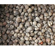 :kerang dara/red clams (live)