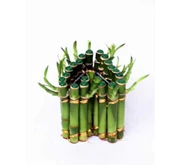 Suji/ Bambu Hoki ( Lucky Bamboo) LOVE