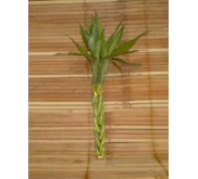 Suji/ Bambu Hoki (Lucky Bamboo) TW 520