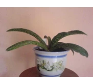 Sansevieria Hawaiian Star/ humiflora uk besar.