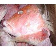 Fish Head (Kepala Kakap Merah)