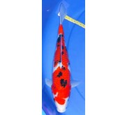 koi - sanke
