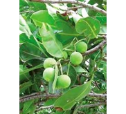 bibit nyamplung, jual benih nyamplung, jual biji nyamplung, jual biji klepu, jual bibit klepu